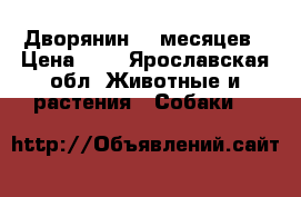 Дворянин, 5 месяцев › Цена ­ 1 - Ярославская обл. Животные и растения » Собаки   